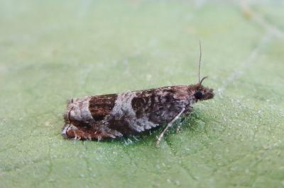 <i>Ancylis achatana</i>