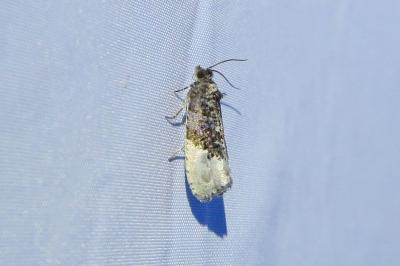 <i>Hedya nubiferana</i>