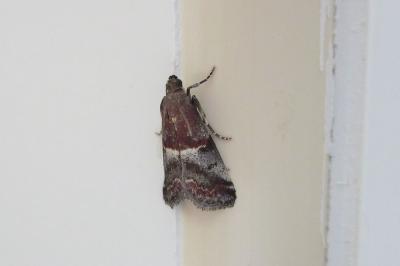 <i>Acrobasis marmorea</i>