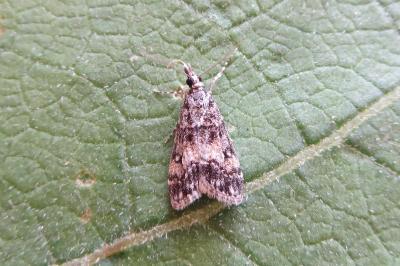 <i>Eudonia lacustrata</i>
