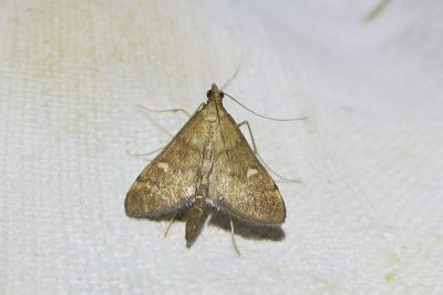 <i>Dolicharthria punctalis</i>