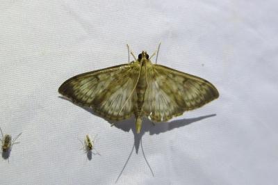 <i>Patania ruralis</i>