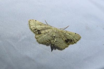 <i>Idaea dimidiata</i>