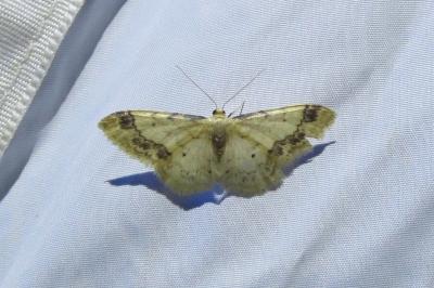 <i>Idaea trigeminata</i>