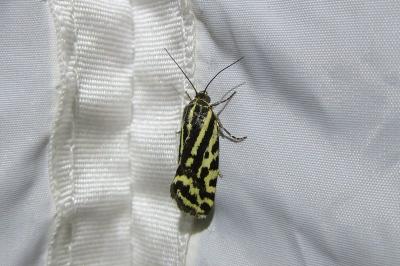 <i>Emmelia trabealis</i>
