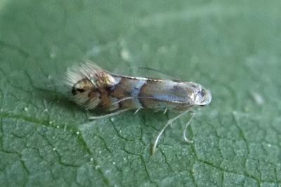 <i>Phyllonorycter ulmifoliella</i>