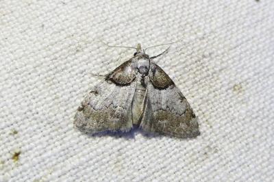 <i>Nola cucullatella</i>