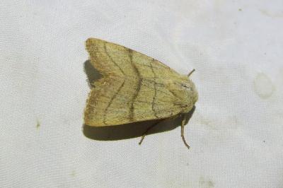 <i>Charanyca trigrammica</i>