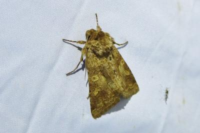 <i>Conisania luteago</i>