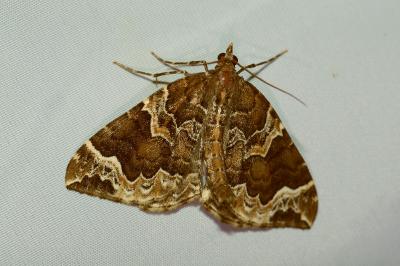 Eulithis prunata