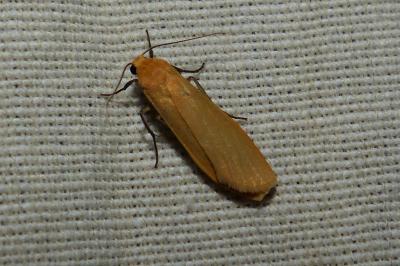 <i>Wittia sororcula</i>