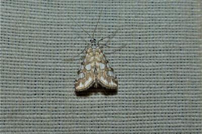 <i>Elophila nymphaeata</i>