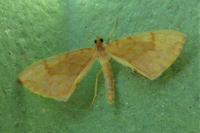 <i>Gandaritis pyraliata</i>