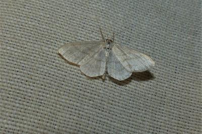 <i>Cabera exanthemata</i>