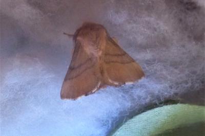 <i>Malacosoma neustria</i>