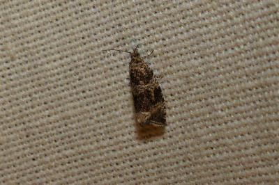 <i>Celypha lacunana</i>