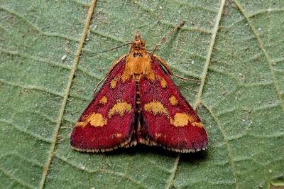 <i>Pyrausta purpuralis</i>
