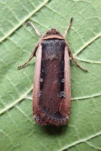 <i>Ochropleura leucogaster</i>