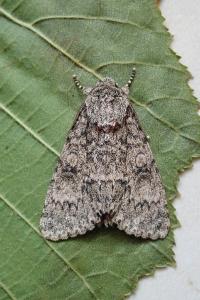 <i>Acronicta megacephala</i>