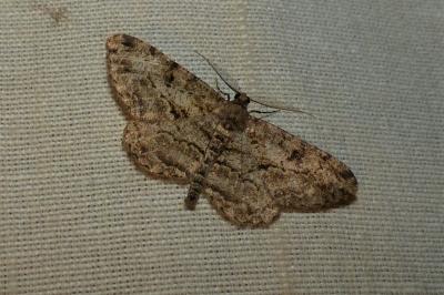<i>Peribatodes rhomboidaria</i>