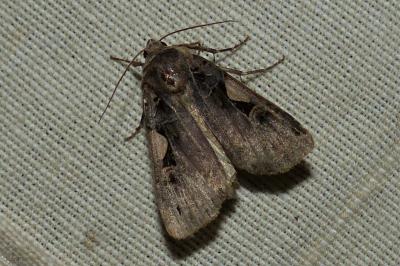 <i>Xestia c-nigrum</i>