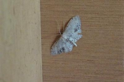 <i>Idaea dimidiata</i>