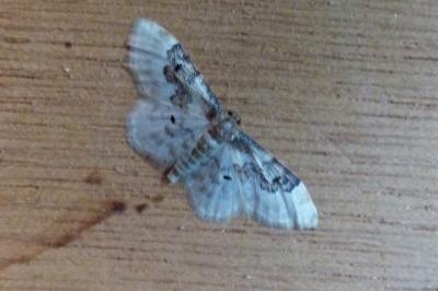 <i>Idaea rusticata</i>