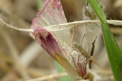 <i>Eublemma purpurina</i>