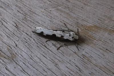 <i>Ethmia bipunctella</i>