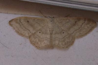<i>Idaea deversaria</i>