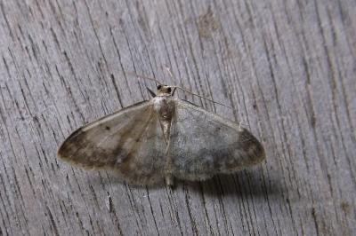 <i>Idaea biselata</i>