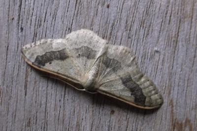 <i>Idaea aversata</i>
