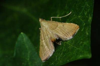 <i>Endotricha flammealis</i>