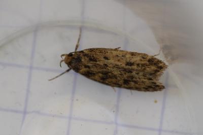 <i>Hofmannophila pseudospretella</i>