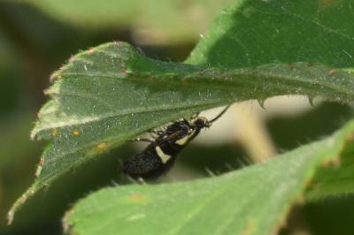 <i>Dasycera oliviella</i>