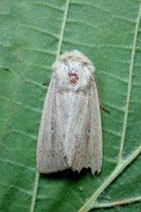 <i>Mythimna sicula</i>