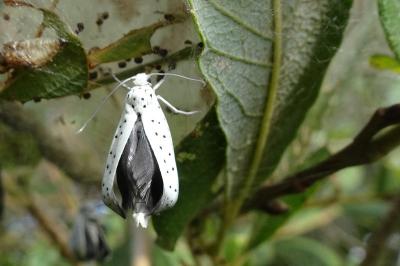 <i>Yponomeuta rorrella</i>