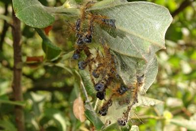 <i>Malacosoma neustria</i>