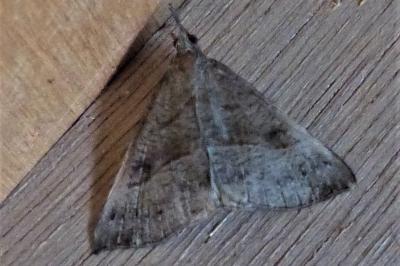 <i>Hypena proboscidalis</i>