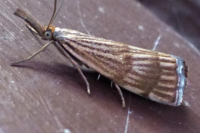 <i>Chrysocrambus linetella</i>