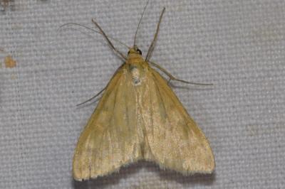 Sitochroa verticalis