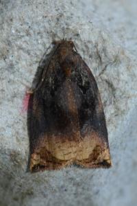 <i>Archips podana</i>