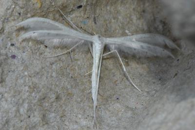 <i>Pterophorus pentadactylus</i>