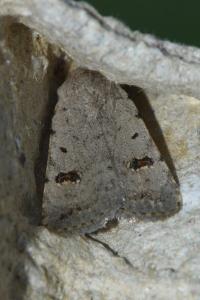 <i>Caradrina kadenii</i>