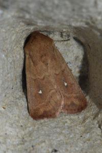 <i>Mythimna albipuncta</i>