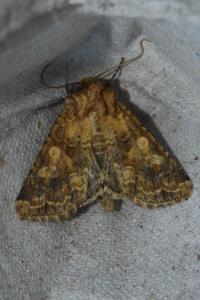 <i>Conisania luteago</i>