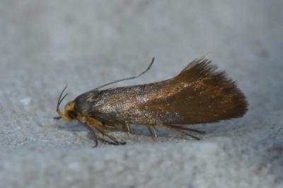<i>Crassa unitella</i>
