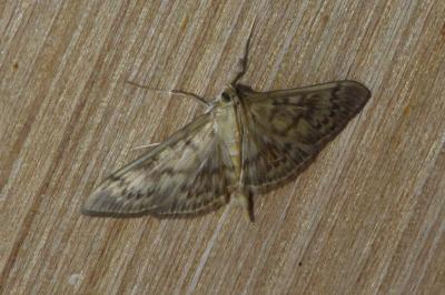 <i>Patania ruralis</i>