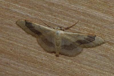 <i>Idaea aversata</i>