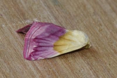 <i>Eublemma purpurina</i>